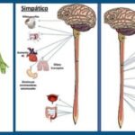 YOU CAN GET RID OF YOUR DISEASES WITH NEURAL THERAPY